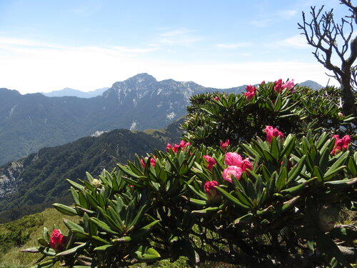 19I奇來山北峰（3605m).JPG