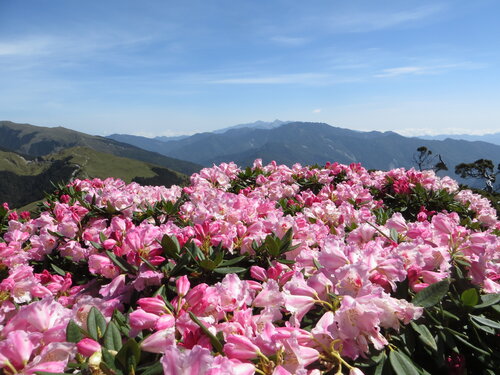 23咲き乱れる玉山ツツジ2IMG_8388.JPG