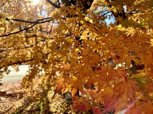 写真3、榛名湖の黄葉から紅葉.jpg