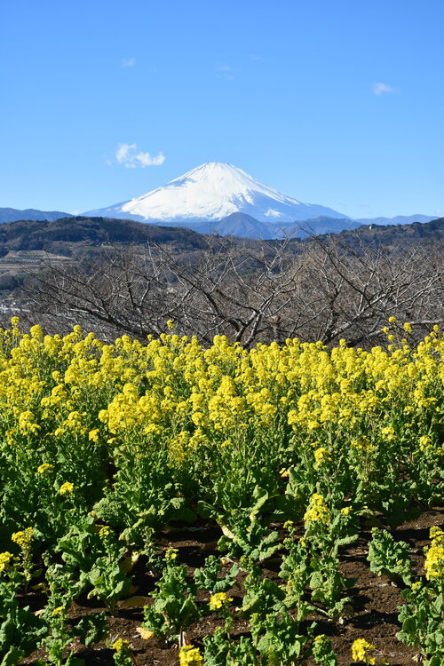 富士山と菜の花.jpg