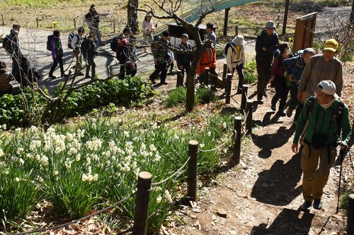 スイセンの花を見ながら登る.jpg