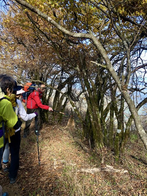 写真4、丹沢・大山北尾根.jpeg